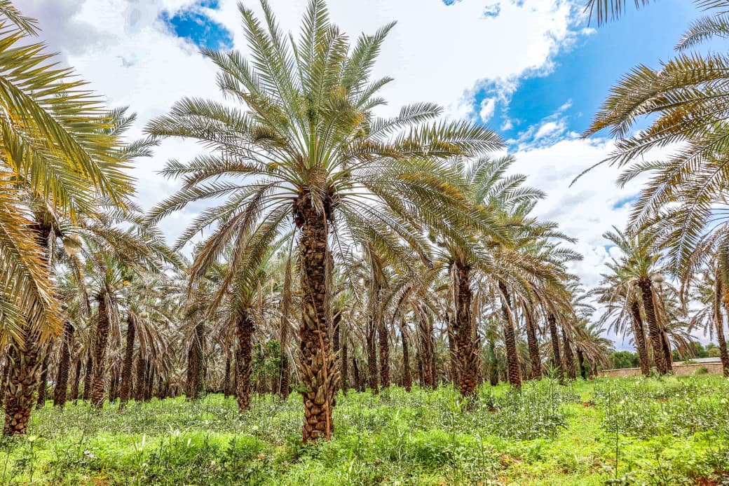 Kenya Eyes Commercial Date Farming to Boost Income in ASAL Counties